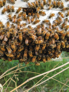 bees crawling along the bottom of a bee box suspended over grass